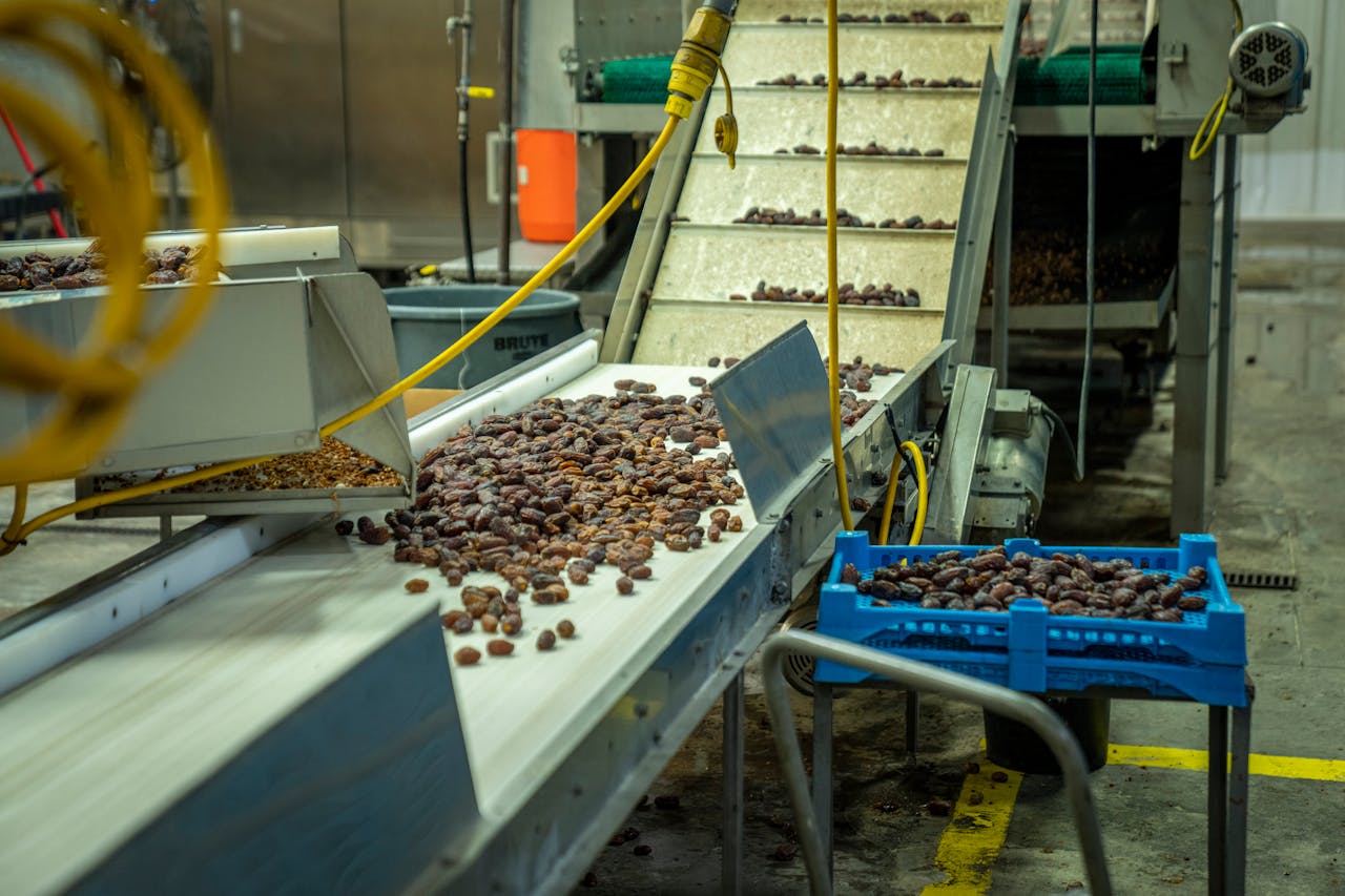 An industrial conveyor sorting dates in a food processing factory.